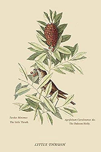 Buyenlarge 0-587-30604-1-G1624 Little Thrush Fine Art Giclee Print, 16" x 24"