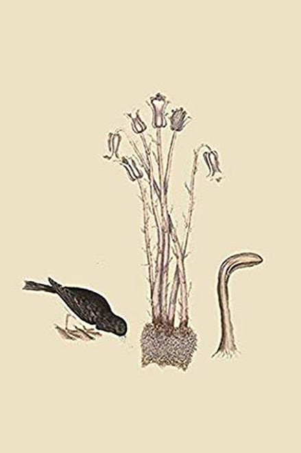 Buyenlarge 0-587-30613-0-G1624 Snow Bird Fine Art Giclee Print, 16" x 24"