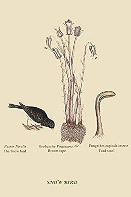 Buyenlarge 0-587-30614-9-G1624 Snow Bird Fine Art Giclee Print, 16" x 24" Buyenlarge 0-587-30614-9-G1624 Snow Bird Fine Art Giclee Print, 16" x 24"