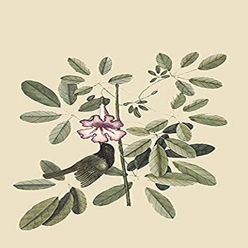 Buyenlarge 0-587-30615-7-G1827 'Bahama Sparrow' Giclee Fine Art Print, 18" x 27" Buyenlarge 0-587-30615-7-G1827 'Bahama Sparrow' Giclee Fine Art Print, 18" x 27"