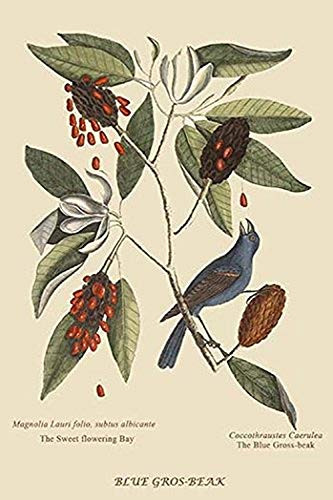 Buyenlarge 0-587-30620-3-G1827 'Blue Grosbeak' Giclee Fine Art Print, 18" x 27"