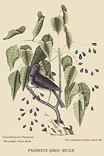 Buyenlarge 0-587-30622-x-G1624 Purple Grosbeak Fine Art Giclee Print, 16" x 24"