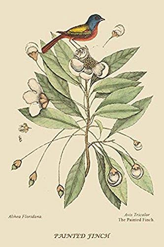 Buyenlarge 0-587-30630-0-G1624 Painted Finch Fine Art Giclee Print, 16" x 24"