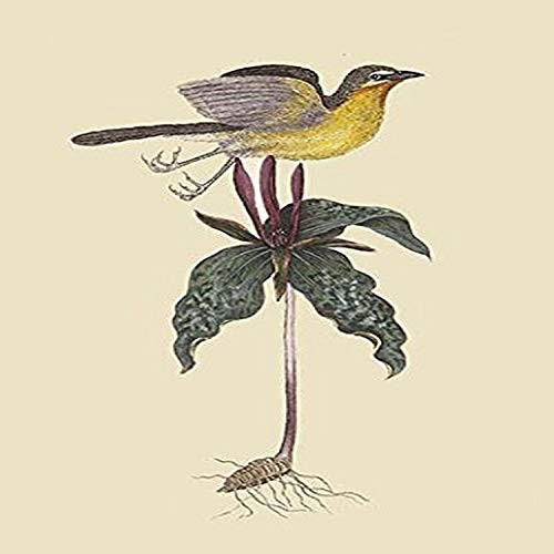 Buyenlarge Yellow Breatsed Chat - 8" X 12" Fine Art Giclee Print. (Edition 5151),