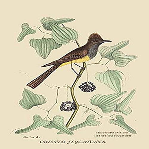 Buyenlarge 0-587-30646-7-G1827 'Crested Fkycatcher' Giclee Fine Art Print, 18" x 27"