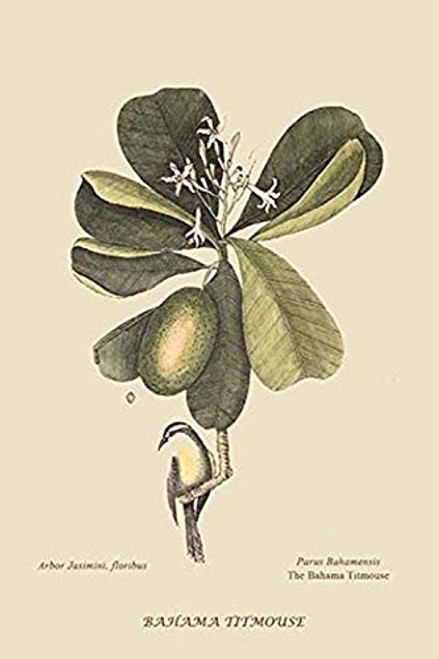 Buyenlarge 0-587-30660-2-G1624 Bahama Titmous Fine Art Giclee Print, 16" x 24"