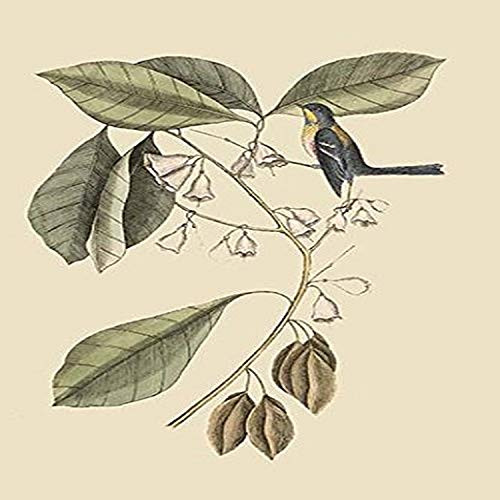 Buyenlarge 0-587-30669-6-G1827 'Finch Creeper' Giclee Fine Art Print, 18" x 27"