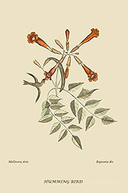 Buyenlarge 0-587-30672-6-G1624 Hummingbird Fine Art Giclee Print, 16" x 24" Buyenlarge 0-587-30672-6-G1624 Hummingbird Fine Art Giclee Print, 16" x 24"