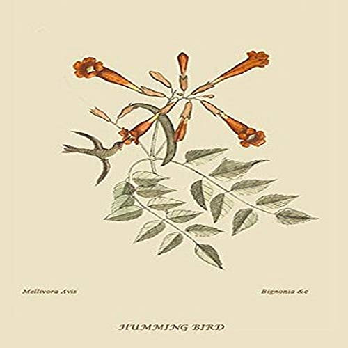 Buyenlarge 0-587-30672-6-P2030 'Hummingbird' Paper Poster, 20 by 30-Inch Buyenlarge 0-587-30672-6-P2030 'Hummingbird' Paper Poster, 20 by 30-Inch
