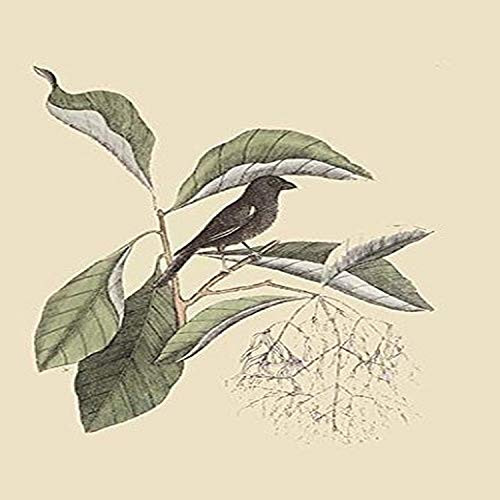 Buyenlarge 0-587-30677-7-G1827 'Little Black Bullfinch' Giclee Fine Art Print, 18" x 27"