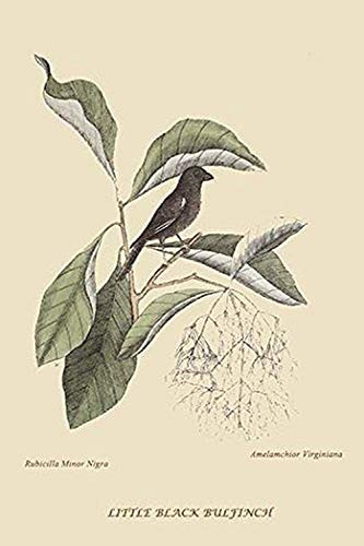Buyenlarge 0-587-30678-5-G1624 Little Black Bullfinch Fine Art Giclee Print, 16" x 24"