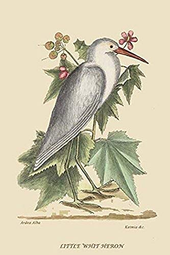 Buyenlarge 0-587-30696-3-G1624 Little White Heron Fine Art Giclee Print, 16" x 24"