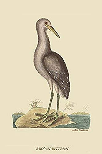 Buyenlarge 0-587-30698-x-G1624 Brown Bittern Fine Art Giclee Print, 16" x 24"