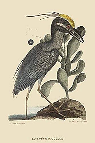 Buyenlarge 0-587-30700-5-G1624 Crested Bittern Fine Art Giclee Print, 16" x 24"