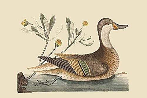 Buyenlarge 0-587-30727-7-G1624 Bahama or Hathera Duck Fine Art Giclee Print, 16" x 24"