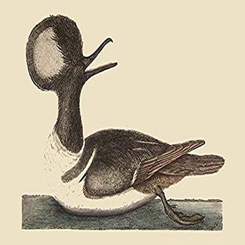 Buyenlarge 0-587-30729-3-G1827 'Round Crested Duck' Giclee Fine Art Print, 18" x 27"