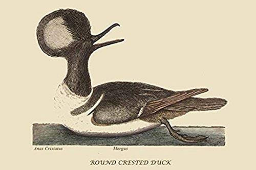Buyenlarge 0-587-30730-7-G1624 Round Crested Duck Fine Art Giclee Print, 16" x 24"