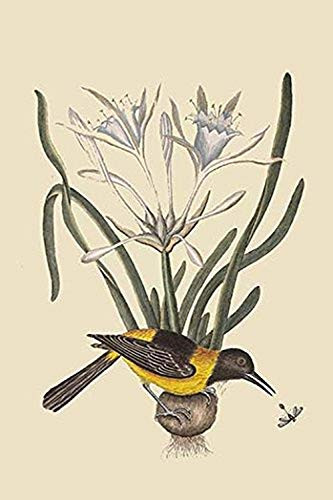 Buyenlarge 0-587-30751-x-G1624 Yellow or Black Pie Fine Art Giclee Print, 16" x 24"