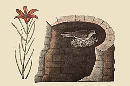 Buyenlarge American Swallow - 12" X 18" Paper Poster. (Edition 7441),