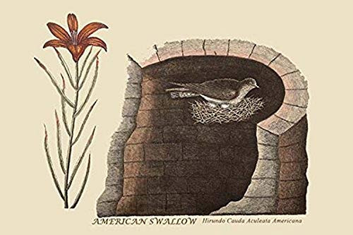 Buyenlarge American Swallow - 12" X 18" Paper Poster. (Edition 7442),
