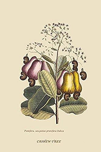 Buyenlarge 0-587-30760-9-G1624 Cashew Tree Fine Art Giclee Print, 16" x 24"