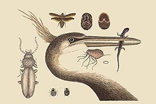 Buyenlarge 0-587-30761-7-G1624 Large Cested Heron Fine Art Giclee Print, 16" x 24"