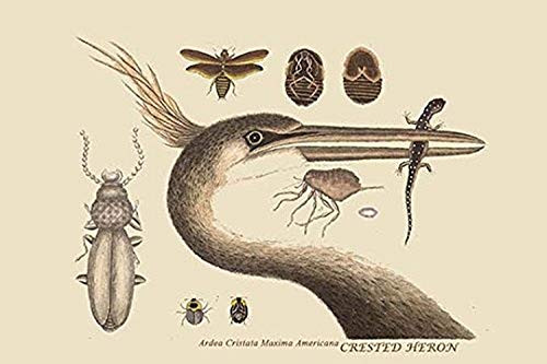 Buyenlarge 0-587-30762-5-G1624 Large Cested Heron Fine Art Giclee Print, 16" x 24"