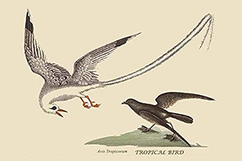 Buyenlarge Bird of The Tropics - 18" X 27" Paper Poster. (Edition 12383),