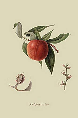 Buyenlarge Red Nectarine - 12" X 18" Paper Poster. (Edition 7468),