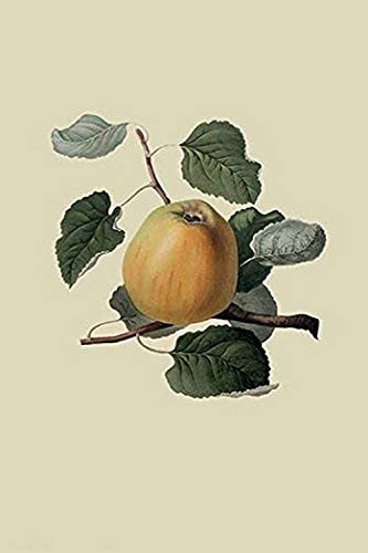 Buyenlarge 0-587-30787-0-G1624 Ribston Pippin or Apple Fine Art Giclee Print, 16" x 24"