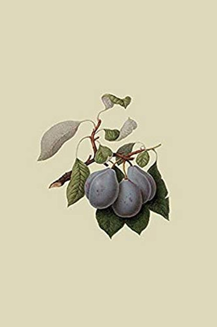 Buyenlarge Imperial Plum - 18" X 27" Paper Poster. (Edition 12402),