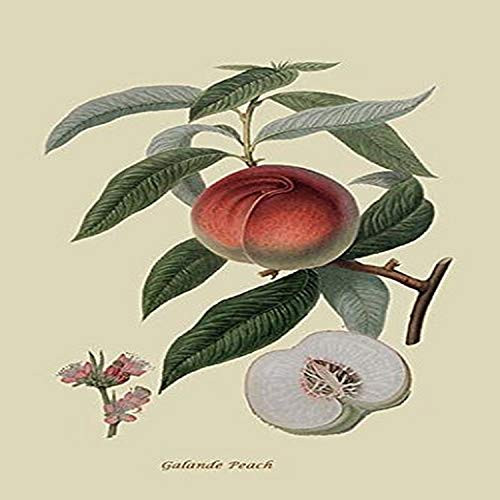 Buyenlarge 0-587-30798-6-G812 Galande Peach (Edition 5308)" Fine Art Giclee Print, 8 x 12