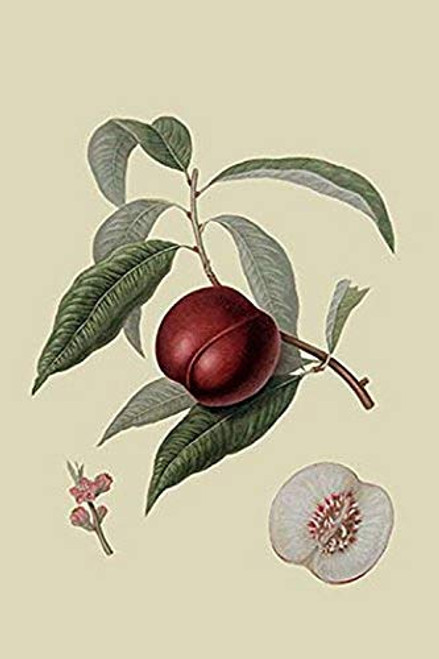 Buyenlarge 0-587-30811-7-G1624 Violet Hative Nectarine Fine Art Giclee Print, 16" x 24"