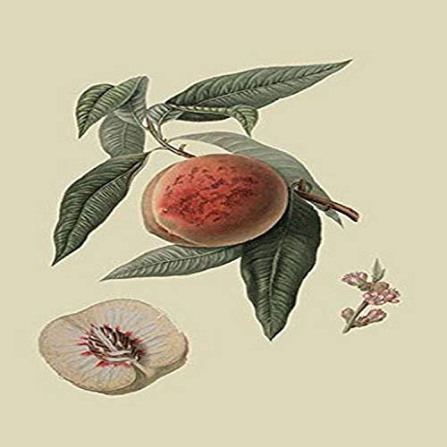 Buyenlarge 0-587-30813-3-G812 La Bourdine Peach (Edition 5323)" Fine Art Giclee Print, 8 x 12