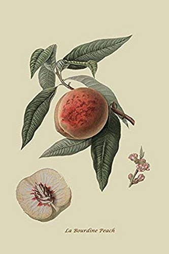 Buyenlarge 0-587-30814-1-G1624 La Bourdine Peach Fine Art Giclee Print, 16" x 24"