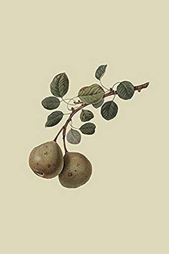Buyenlarge 0-587-30817-6-G1624 Aston Town Pear Fine Art Giclee Print, 16" x 24"