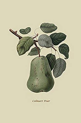 Buyenlarge 0-587-30820-6-G1624 Colmart Pear Fine Art Giclee Print, 16" x 24"