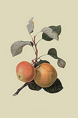 Buyenlarge 0-587-30821-4-G1624 Kerry Pippin Apple Fine Art Giclee Print, 16" x 24"