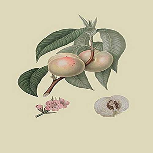 Buyenlarge 0-587-30841-9-G1827 'White or Flander's Nectarine' Giclee Fine Art Print, 18" x 27"