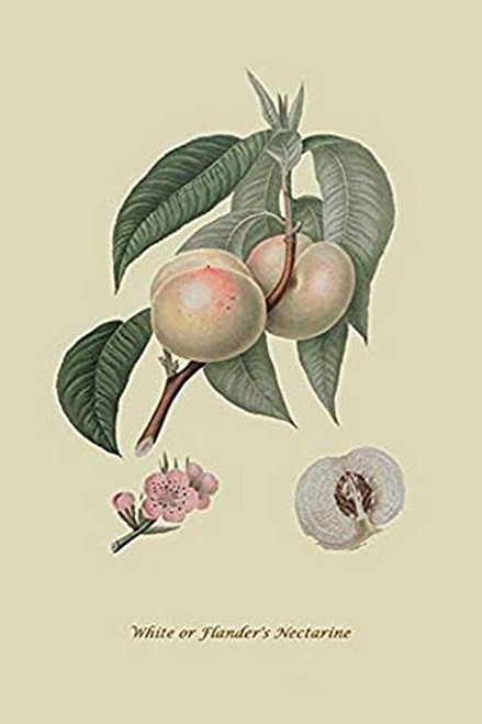 Buyenlarge 0-587-30842-7-G1624 White or Flander's Nectarine Fine Art Giclee Print, 16" x 24"