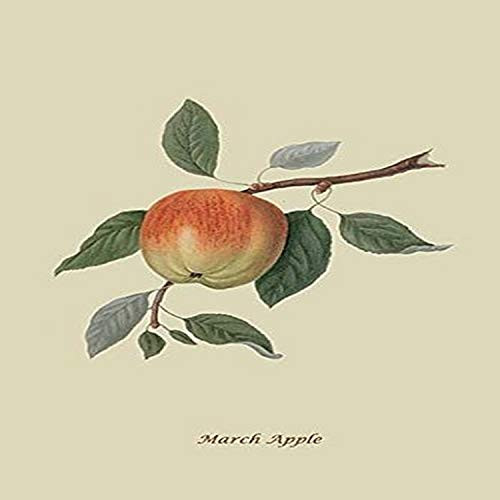 Buyenlarge 0-587-30848-6-G1827 'March Apple' Giclee Fine Art Print, 18" x 27" Buyenlarge 0-587-30848-6-G1827 'March Apple' Giclee Fine Art Print, 18" x 27"