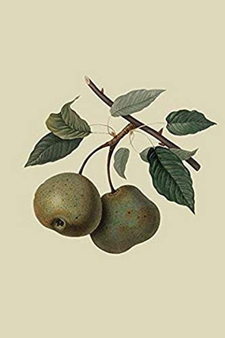 Buyenlarge 0-587-30851-6-G1624 Crasanne Pear Fine Art Giclee Print, 16" x 24"