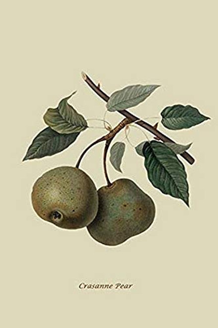 Buyenlarge 0-587-30852-4-G1624 Crasanne Pear Fine Art Giclee Print, 16" x 24"
