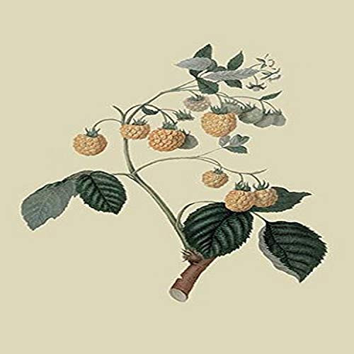 Buyenlarge 0-587-30855-9-P2030 'Yellow Antwerp Raspberry' Paper Poster, 20 by 30-Inch