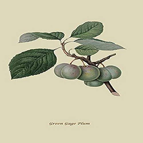 Buyenlarge 0-587-30858-3-G1827 'Green Gage Plum' Giclee Fine Art Print, 18" x 27"