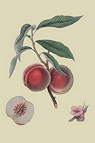 Buyenlarge 0-587-30863-x-G1624 Gros Mignonne Peach Fine Art Giclee Print, 16" x 24"