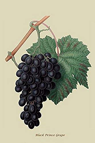 Buyenlarge 0-587-30872-9-G1624 Black Prince Grape Fine Art Giclee Print, 16" x 24"