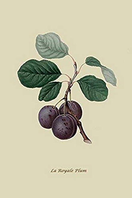 Buyenlarge 0-587-30876-1-G1624 La Royale Plum Fine Art Giclee Print, 16" x 24"
