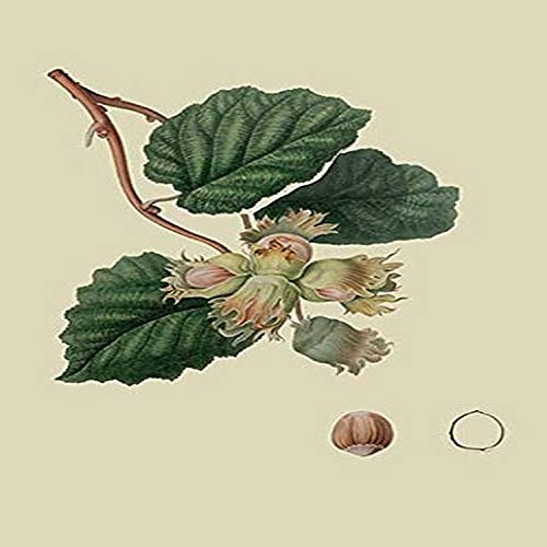 Buyenlarge 0-587-30879-6-G1827 'Cob Nut' Giclee Fine Art Print, 18" x 27"