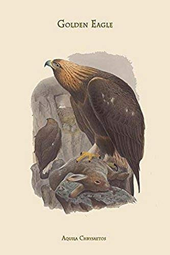Buyenlarge 0-587-31369-2-G1624 Aquila Chrysaetos Golden Eagle Fine Art Giclee Print, 16" x 24"